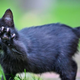 Image for article titled What is your cat’s favorite treat?